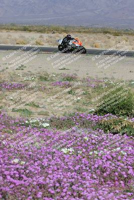 media/Feb-04-2023-SoCal Trackdays (Sat) [[8a776bf2c3]]/Turn 15 Inside Blooming (1050am)/